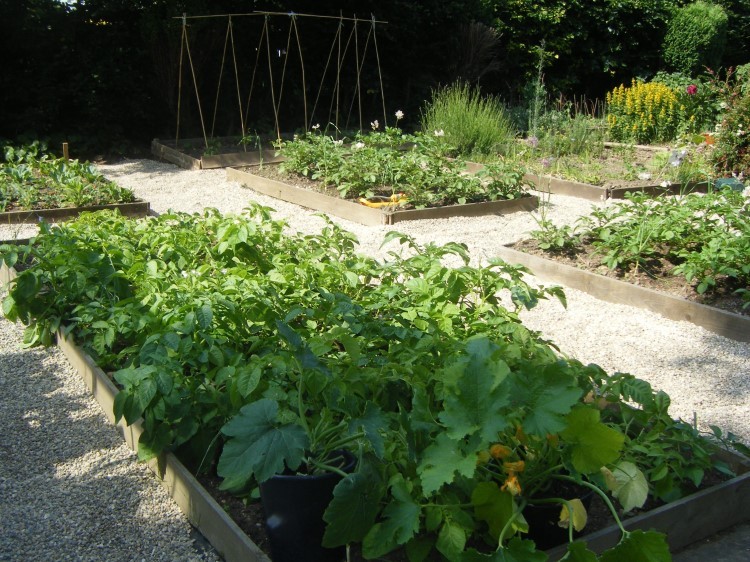 Moxham-House-Vegetable-Garden