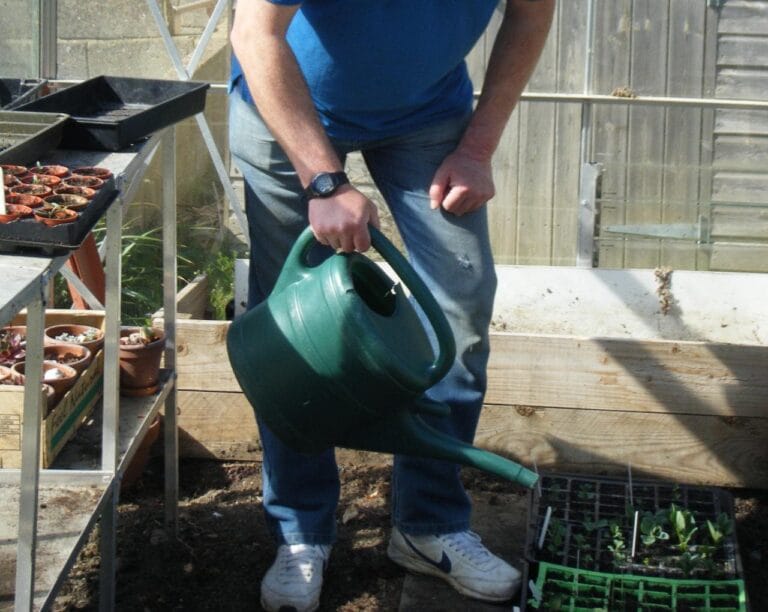 Watering the plants