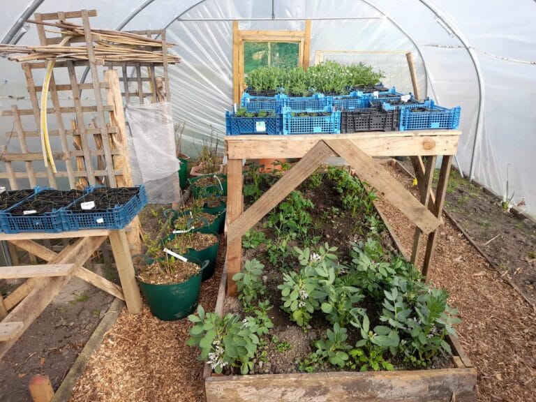 PLants inside the polytunnel