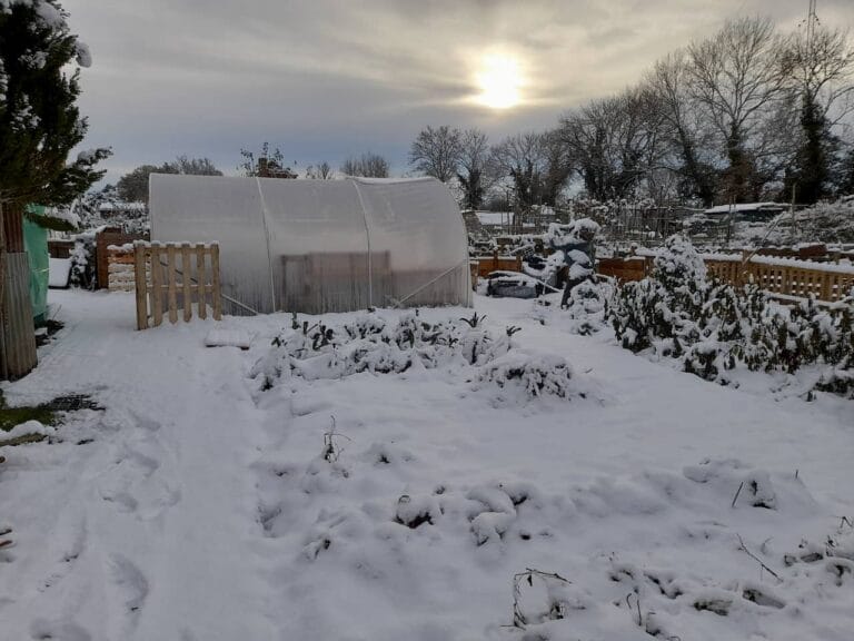 Snowy Scene of the Allotment in Winter