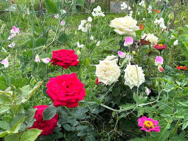 Red and white roses grown in the community garden