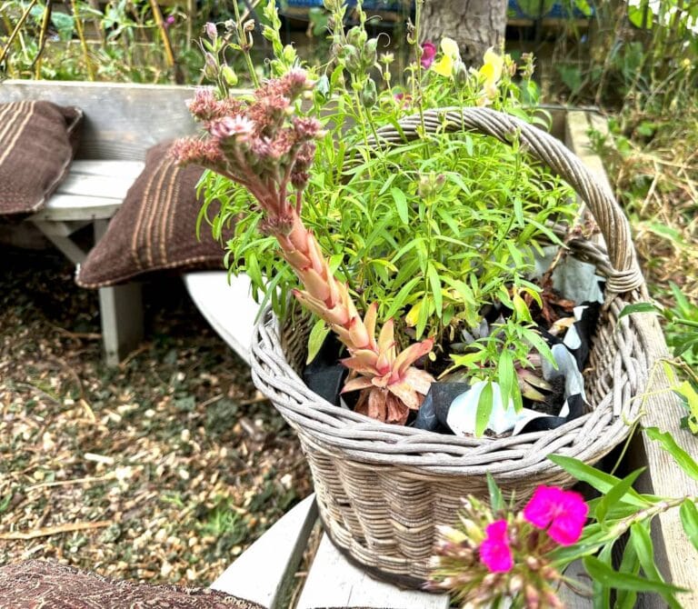 Plants in a wicker basket