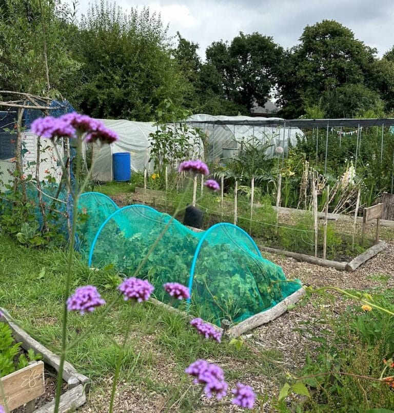 Raised Borders in Allotment