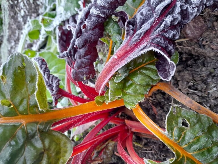 Growing vegetables