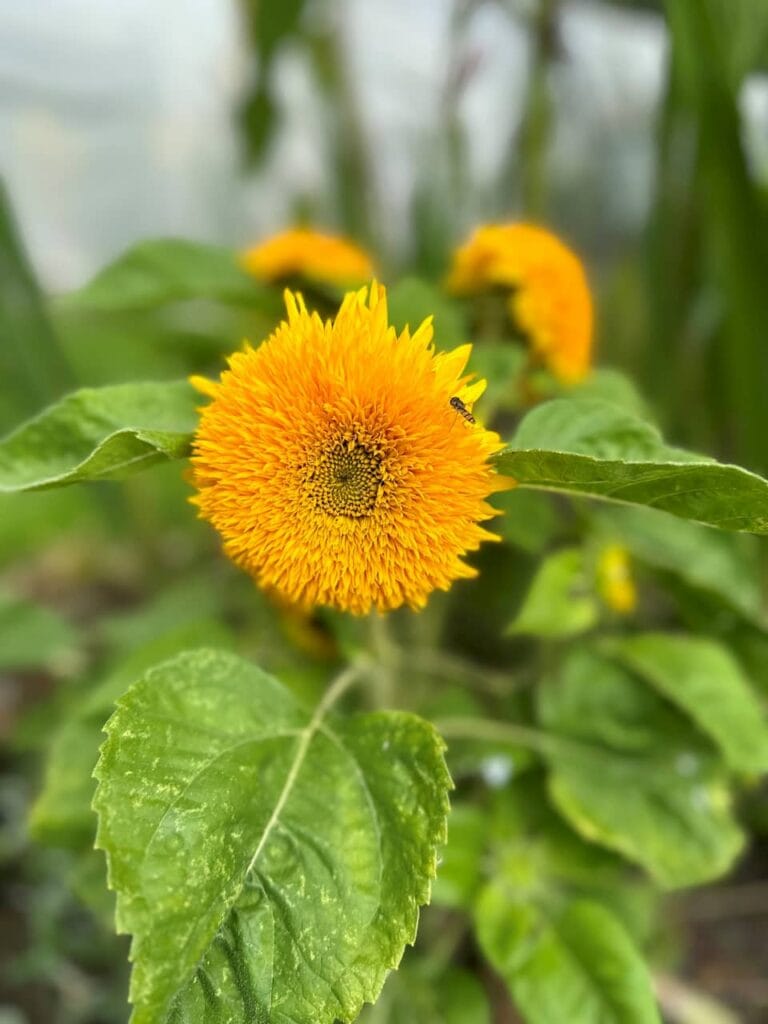 Stunning Yellow Flower